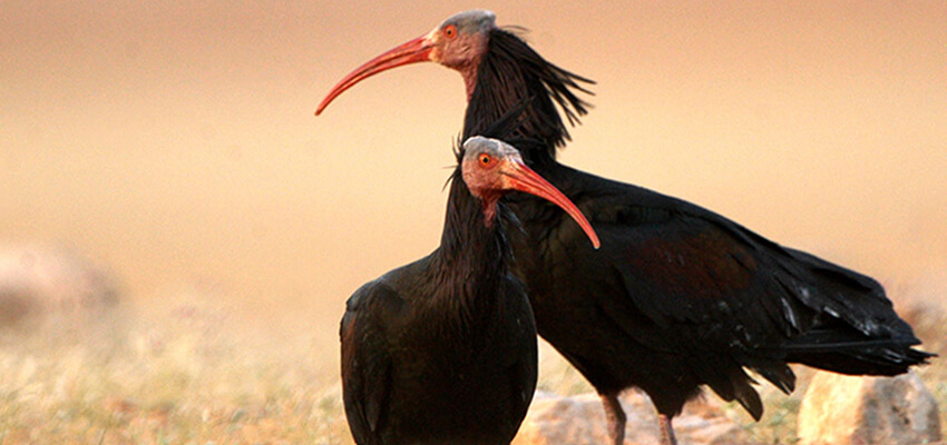 birding trekking